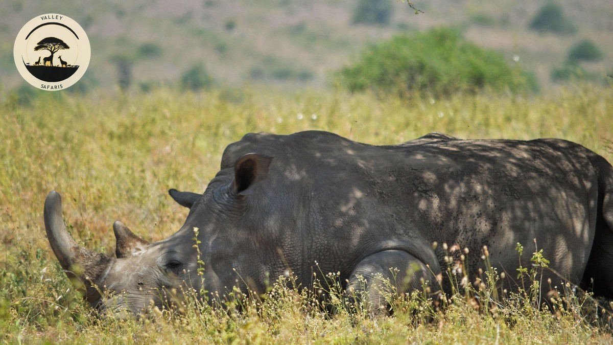 One Day Nairobi Itinerary Safari: The Perfect Plan