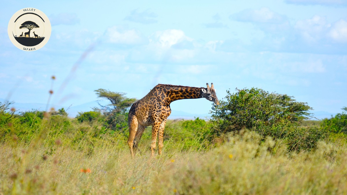 One Day Nairobi Itinerary Safari: The Perfect Plan - photo 1