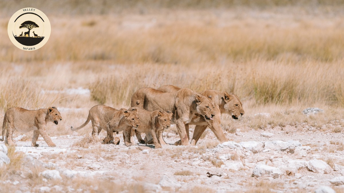 One Day Nairobi Itinerary Safari: The Perfect Plan - photo 2
