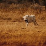 Overland Backpacker Route: Kenya, Tanzania, Uganda