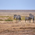 Overland Truck Safaris in Kenya: What to Expect