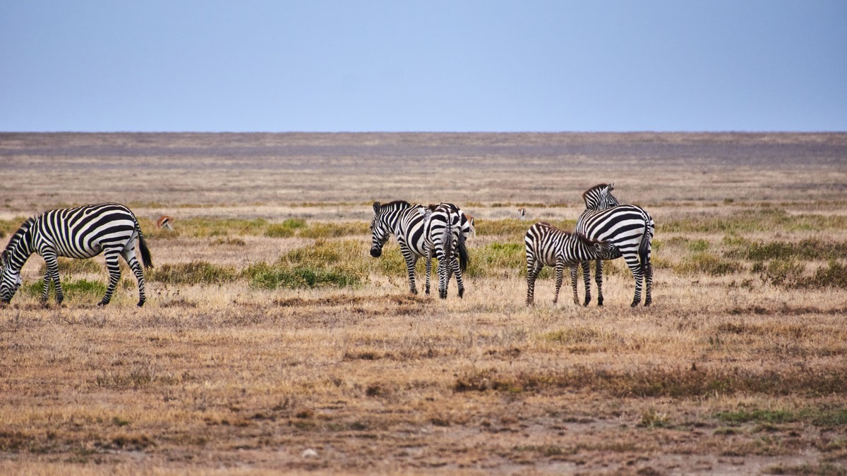 Overland Truck Safaris in Kenya: What to Expect