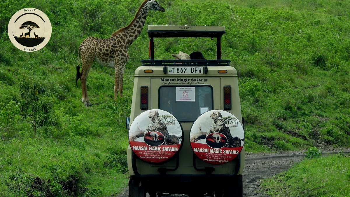 Pop-Up Roof vs Open-Sided Vehicle for Safari Photos