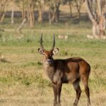 Pregnant Safari Kenya: Is It Safe? What to Know