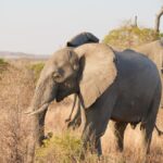 Private Bush Dinner Safari Kenya: Cost & Where to Book