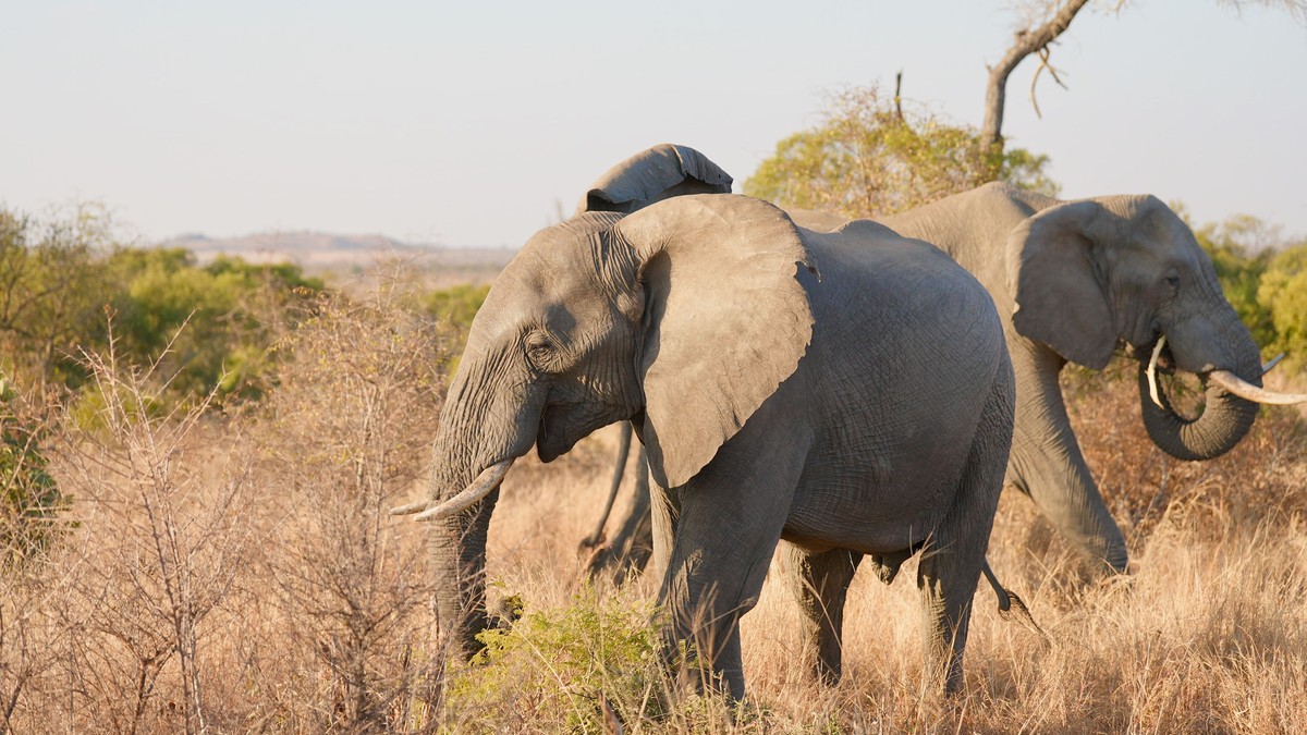 Private Bush Dinner Safari Kenya: Cost & Where to Book