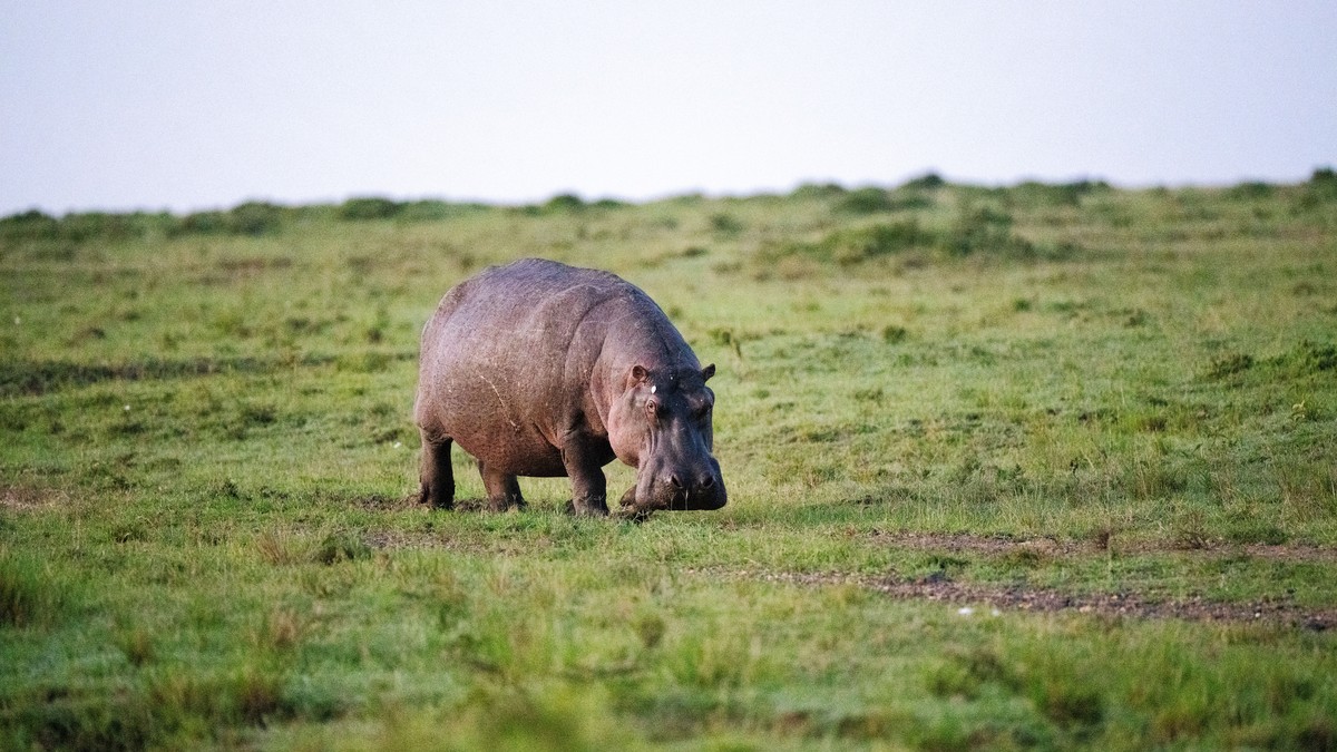 Private Bush Dinner Safari Kenya: Cost & Where to Book - photo 2