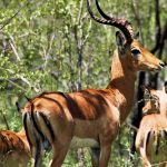 Private vs. Group Safari in Kenya: Which to Book?