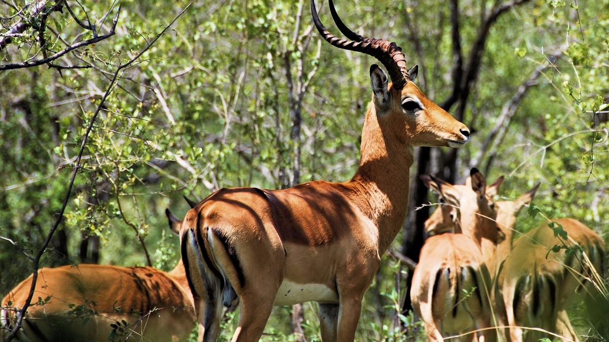 Private vs. Group Safari in Kenya: Which to Book?