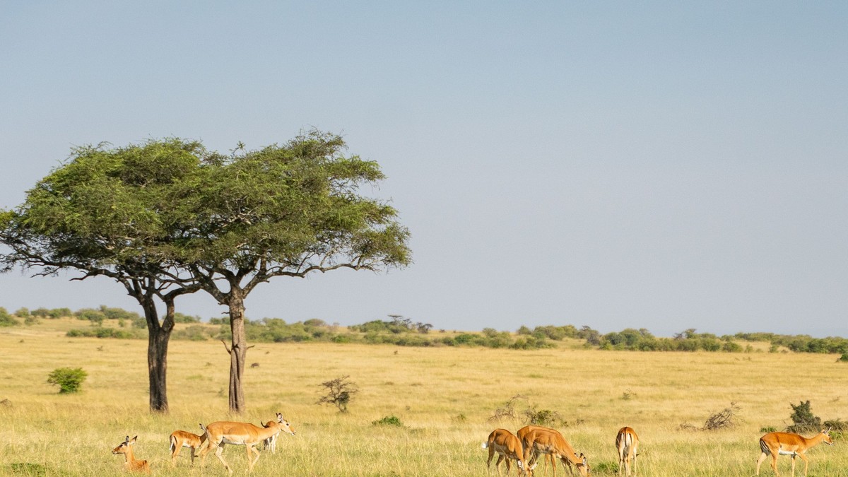 Private vs. Group Safari in Kenya: Which to Book? - photo 1