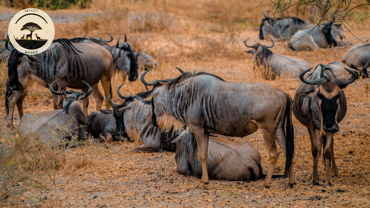 10 Questions to Ask Your Safari Guide Before You Go