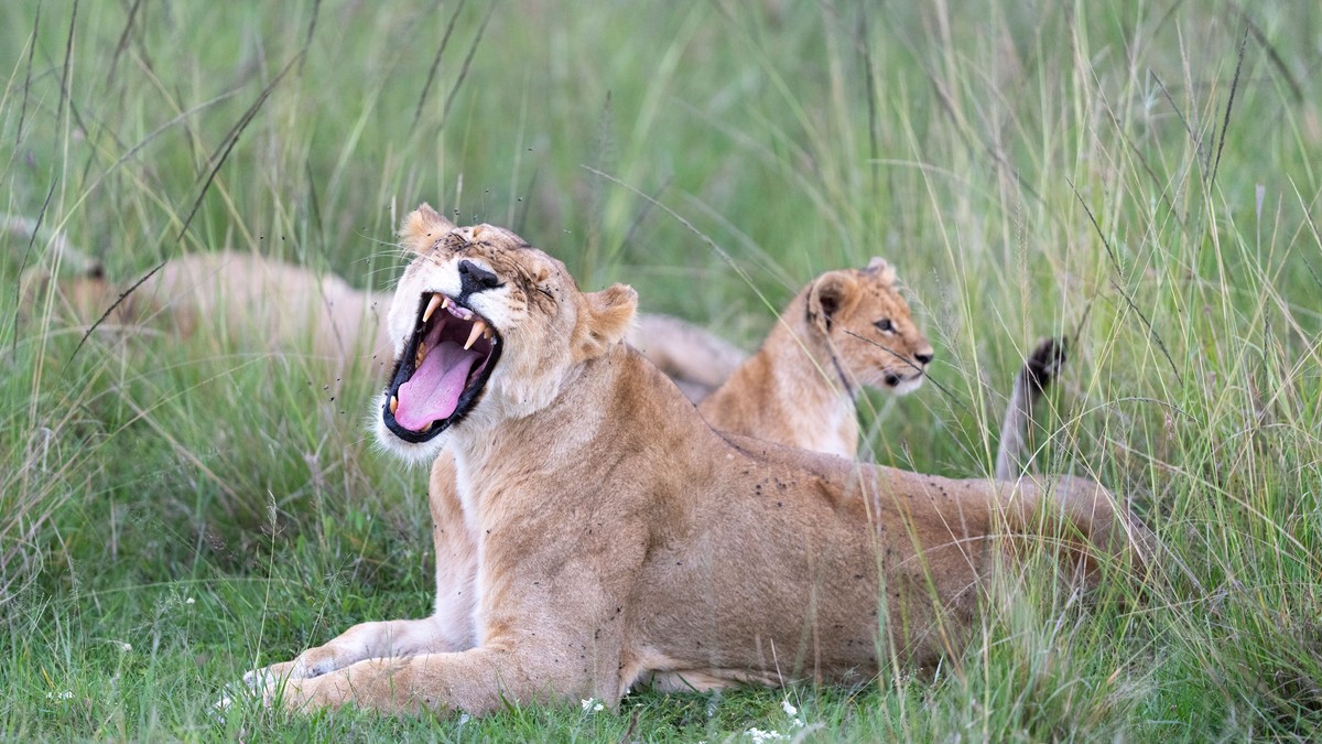12 Questions to Ask Safari Operator Before You Book - photo 2