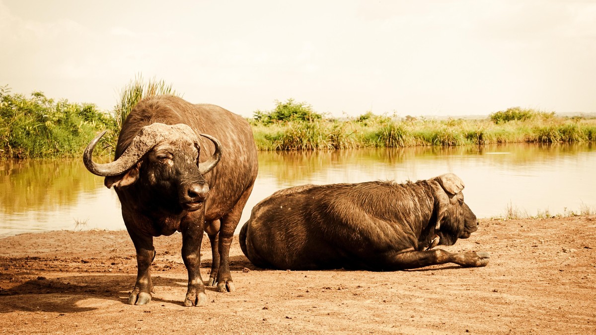 Ramadan Eid Safari Travel Kenya: Full 2027 Planning Guide - photo 2