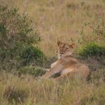 Resident vs Non-Resident Park Fees in Kenya: 2026 Guide