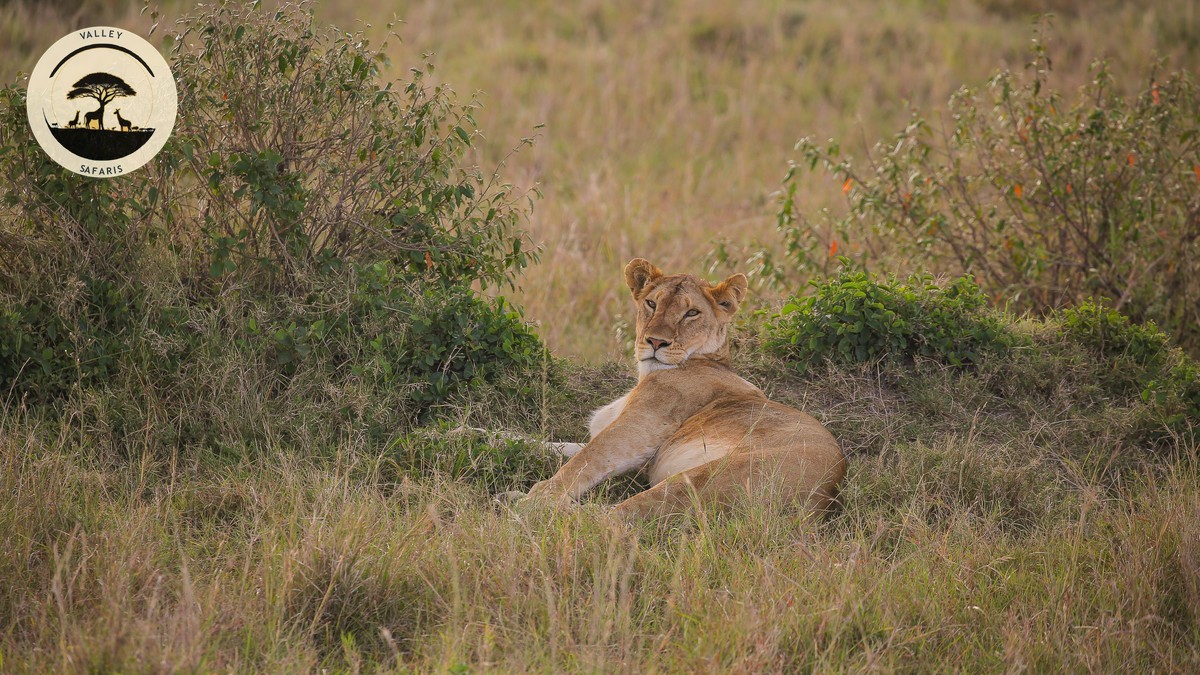 Resident vs Non-Resident Park Fees in Kenya: 2026 Guide