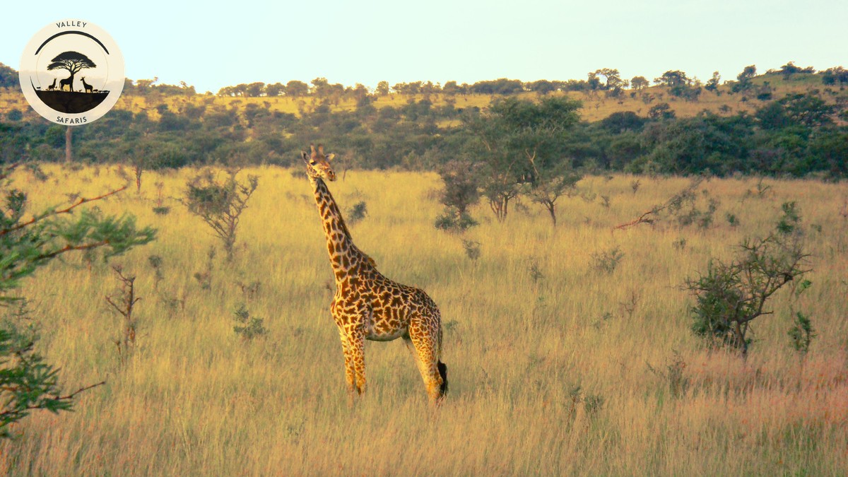 Resident vs Non-Resident Park Fees in Kenya: 2026 Guide - photo 1