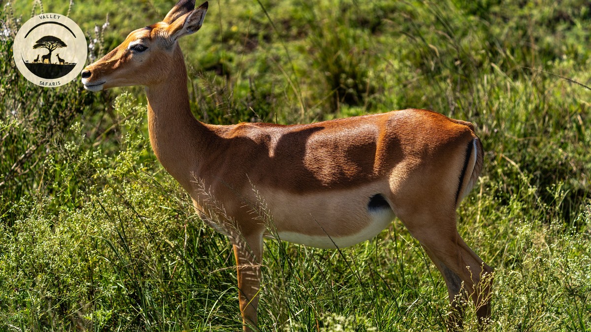 Resident vs Non-Resident Park Fees in Kenya: 2026 Guide - photo 2