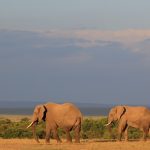 Reteti Elephant Sanctuary Samburu: Visit Guide 2026