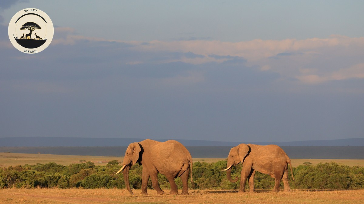 Reteti Elephant Sanctuary Samburu: Visit Guide 2026