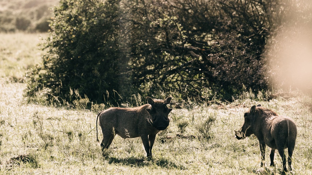 Retirement Dream Safari Kenya Trip: Planning Guide