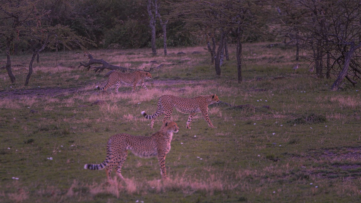 Retirement Dream Safari Kenya Trip: Planning Guide - photo 2