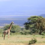 Where to See Rothschild's Giraffe in Lake Nakuru
