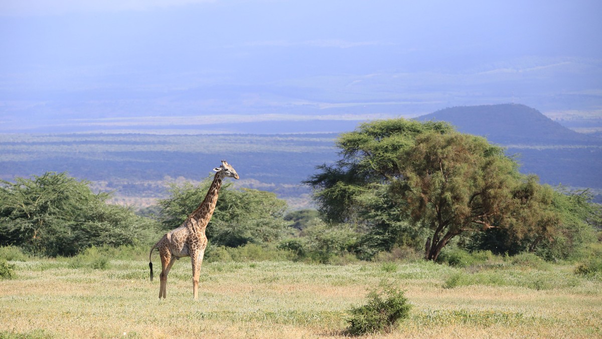 Where to See Rothschild's Giraffe in Lake Nakuru