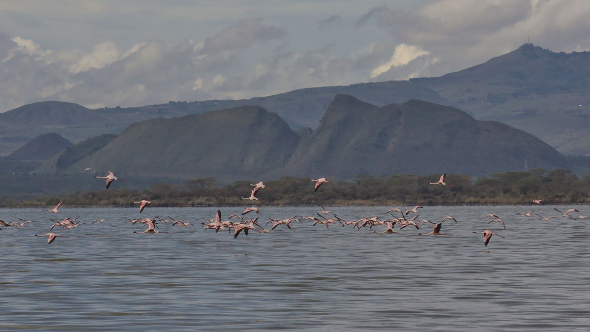 Where to See Rothschild's Giraffe in Lake Nakuru - photo 1