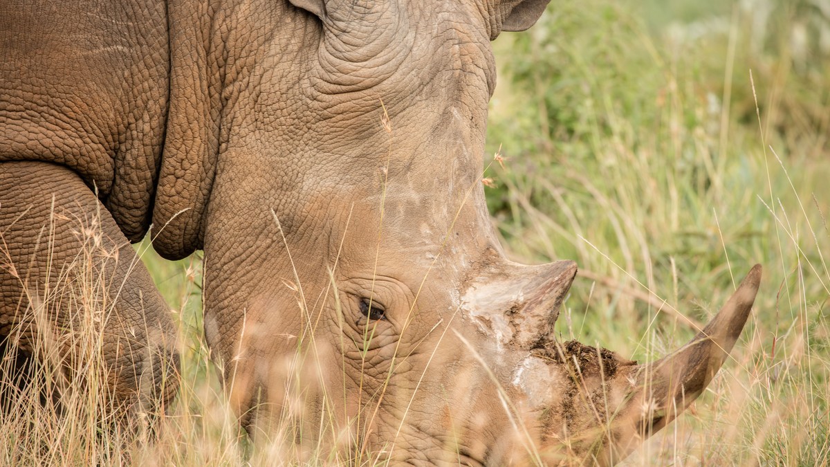 Where to See Rothschild's Giraffe in Lake Nakuru - photo 2