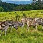 Ruma National Park Roan Antelope: Kenya's Rarest Safari