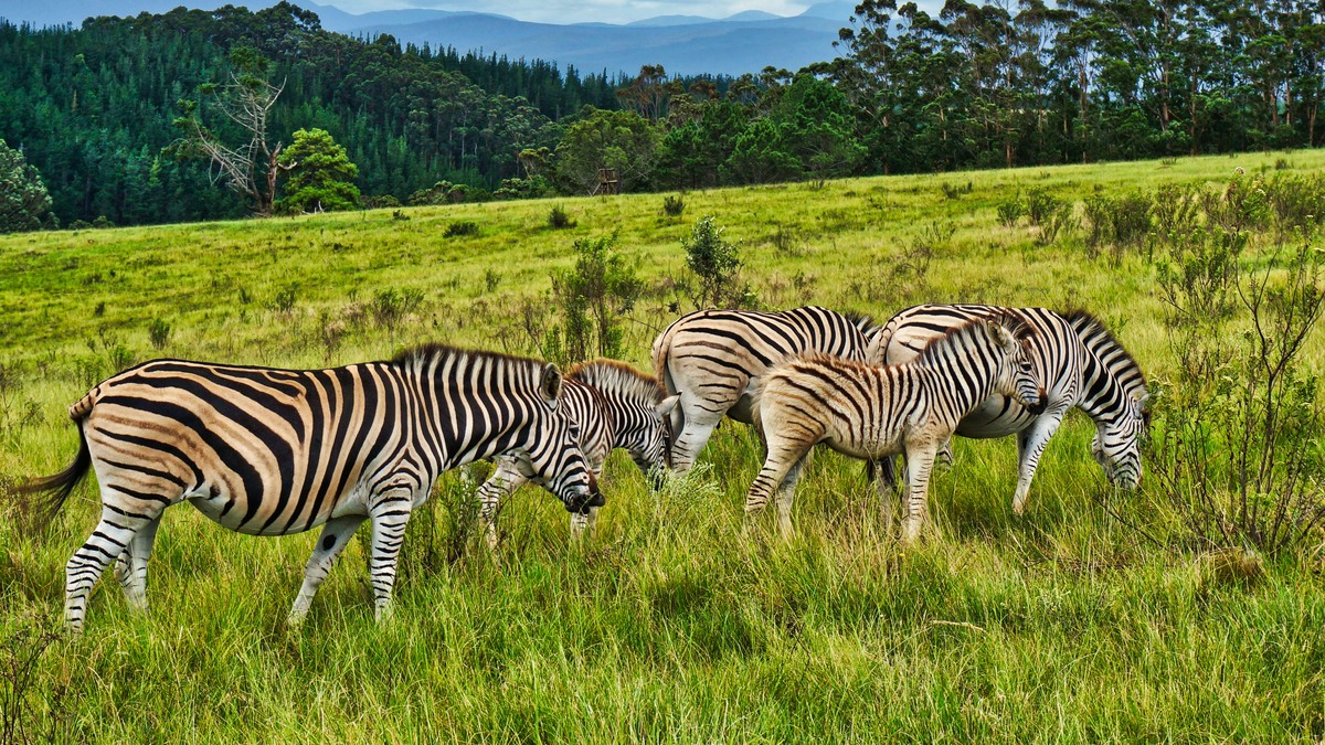Ruma National Park Roan Antelope: Kenya's Rarest Safari