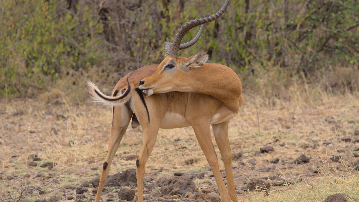 Ruma National Park Roan Antelope: Kenya's Rarest Safari - photo 2