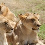 Safari Age Limit for Toddlers: Kenya Rules Explained