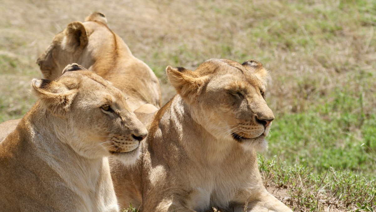 Safari Age Limit for Toddlers: Kenya Rules Explained