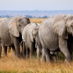 Safari and Kilimanjaro Climb Combo Kenya: Full Guide
