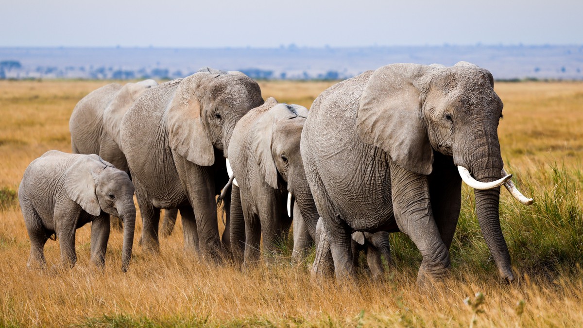 Safari and Kilimanjaro Climb Combo Kenya: Full Guide