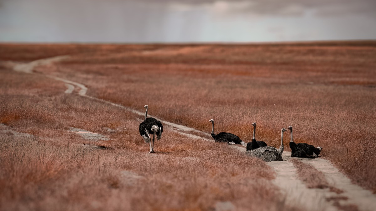 Safari and Kilimanjaro Climb Combo Kenya: Full Guide - photo 1