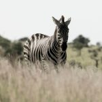 Safari First Aid Kit Essentials Kenya: What to Pack