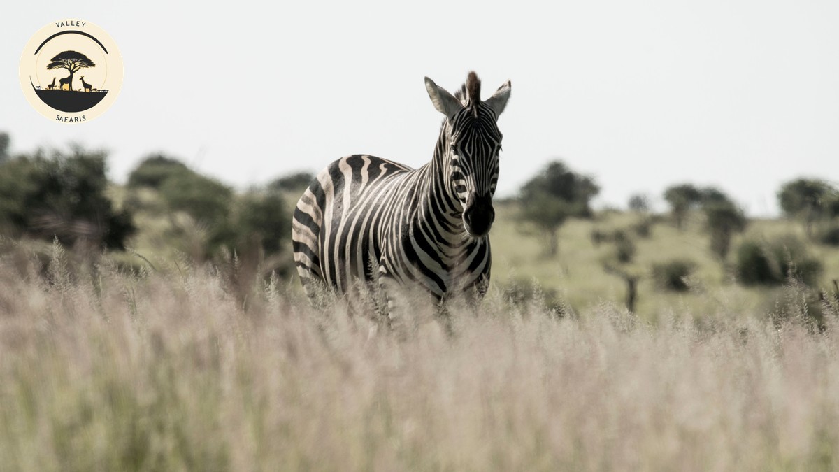 Safari First Aid Kit Essentials Kenya: What to Pack
