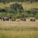 Safari Game Drive Etiquette Rules: A Kenya Guide