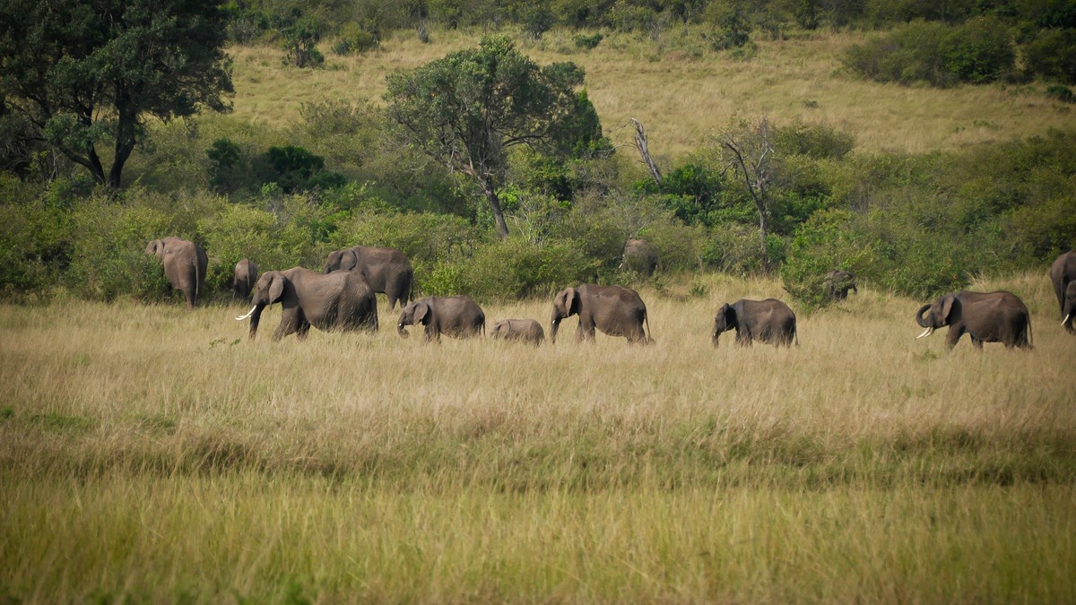 Safari Game Drive Etiquette Rules: A Kenya Guide