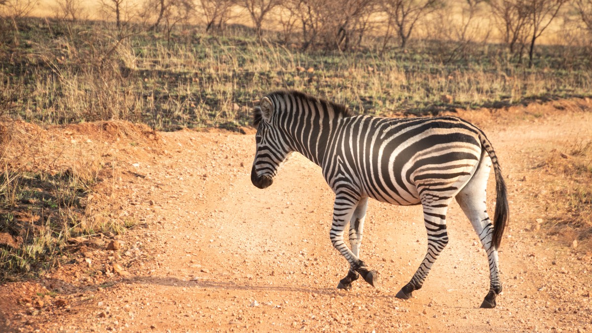 Safari Game Drive Etiquette Rules: A Kenya Guide - photo 2