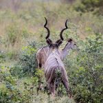 Safari Kenya Infant Under Two: A Parent's Honest Guide