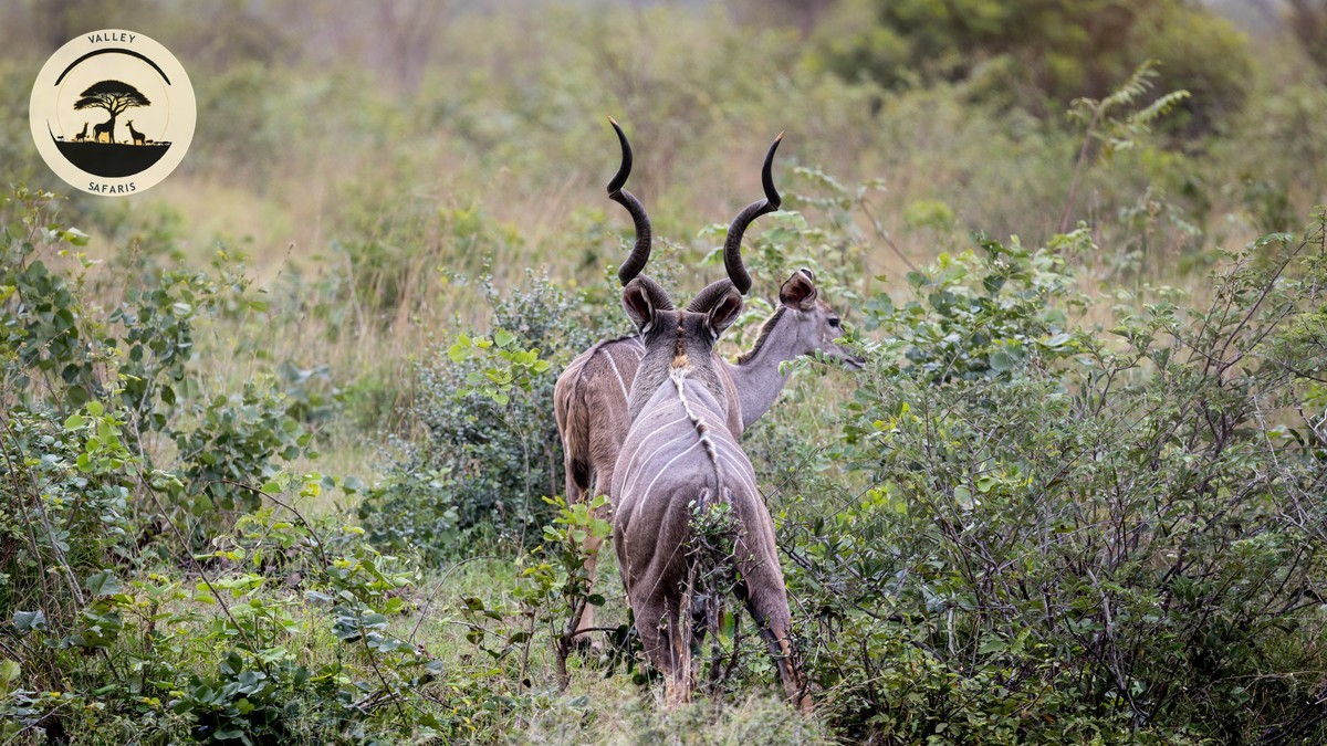 Safari Kenya Infant Under Two: A Parent's Honest Guide
