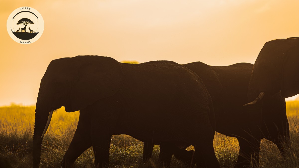 Safari Kenya Infant Under Two: A Parent's Honest Guide - photo 1