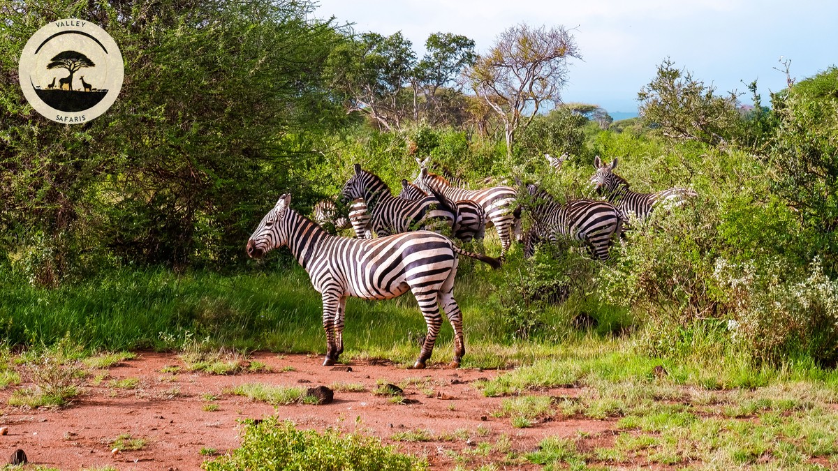 Safari Kenya Infant Under Two: A Parent's Honest Guide - photo 2