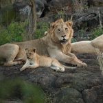 Safari Packing List for Kids: A Family Guide