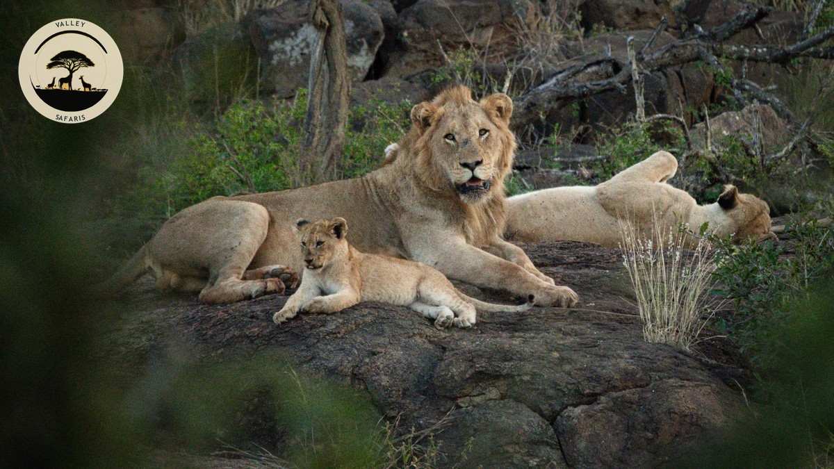 Safari Packing List for Kids: A Family Guide