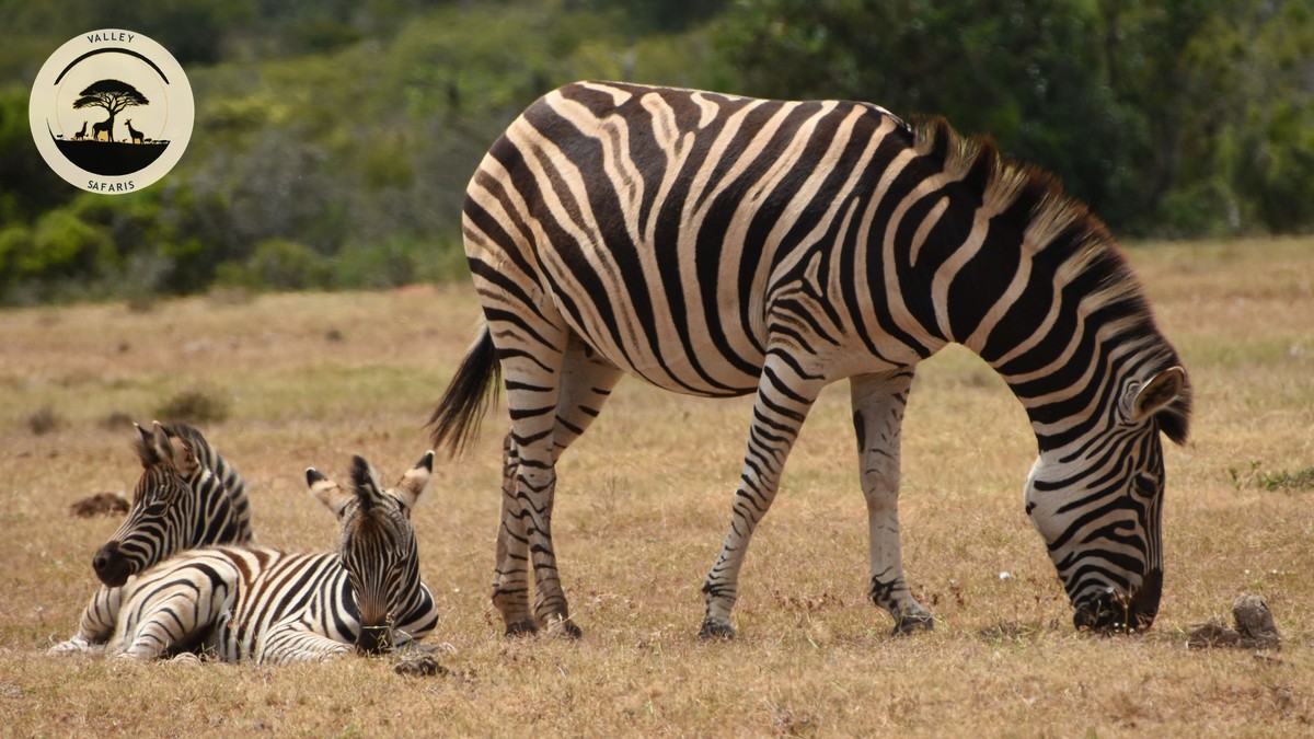 Safari Packing List for Kids: A Family Guide - photo 2