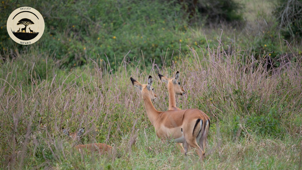 Safari Packing List for Women: The Complete Guide
